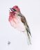 Rosefinch