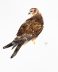 Montagu's Harrier