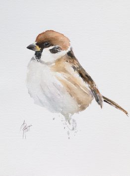 Tree sparrow / Mazurek