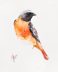 redstart - watercolour