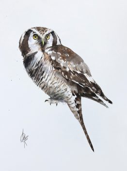 Hawk-owl