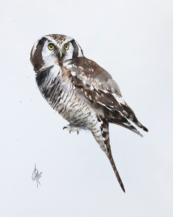 Hawk-owl