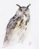 Eagle owl