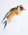 goldfinch