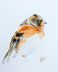 Jer / Brambling