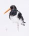 Eurasian oystercatcher