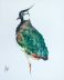 lapwing