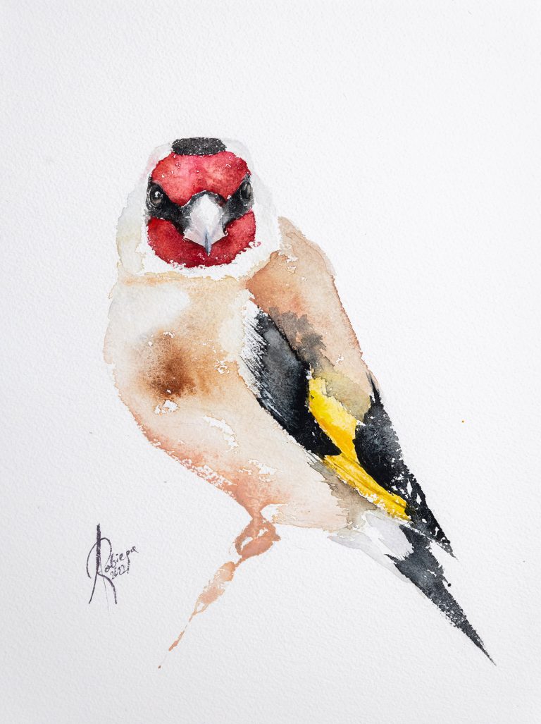 Szczygieł / Goldfinch - Andrzej Rabiega