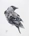 jackdaw