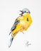 Yellow Wagtail