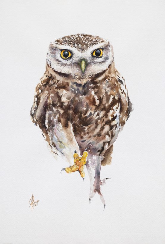 little owl