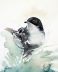 Sardinian Warbler