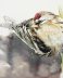 Common redpoll