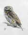 Eurasian Pygmy Owl
