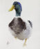 mallard duck