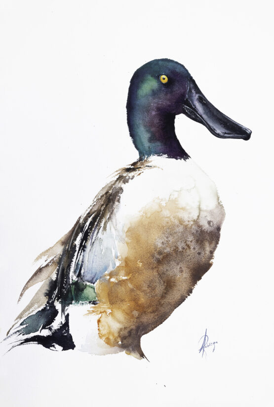 northern shoveler