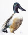 northern shoveler