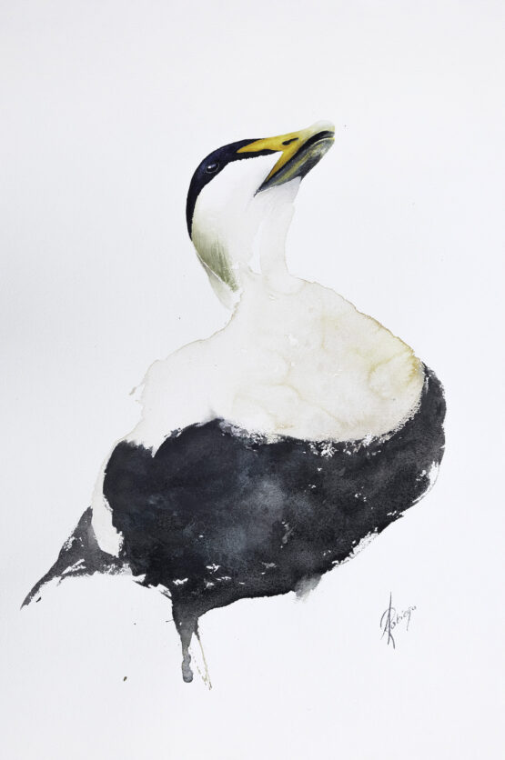 eider