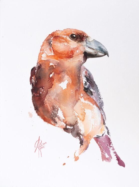 Parrot crossbill