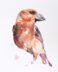 Parrot crossbill