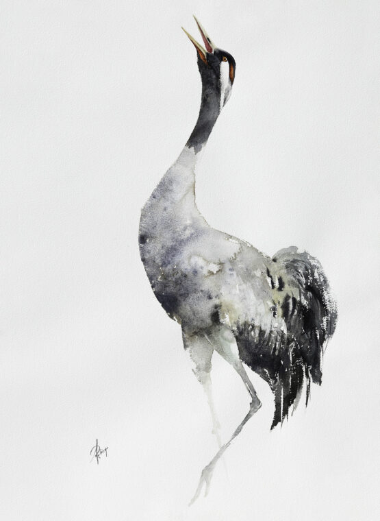 żraw - common crane