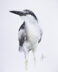 Black-crowned Night Heron