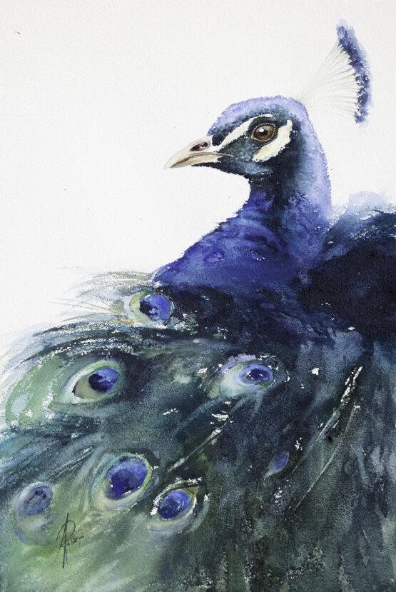 Paw - Peacock
